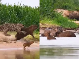Viral Video: Jaguar’s Perfectly Executed Leap Neutralises Mama Capybara, Little Pup Seen Searching For Mom Viral Video