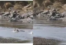 Viral Video: Thirsty Trio of Deer Ambushed by Hidden Crocodile at River’s Edge, End Depresses Viral Video