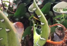Viral Video: Rare Moment of a Snake’s Birth – Neonate Moves in Circles Before Emerging Viral Video
