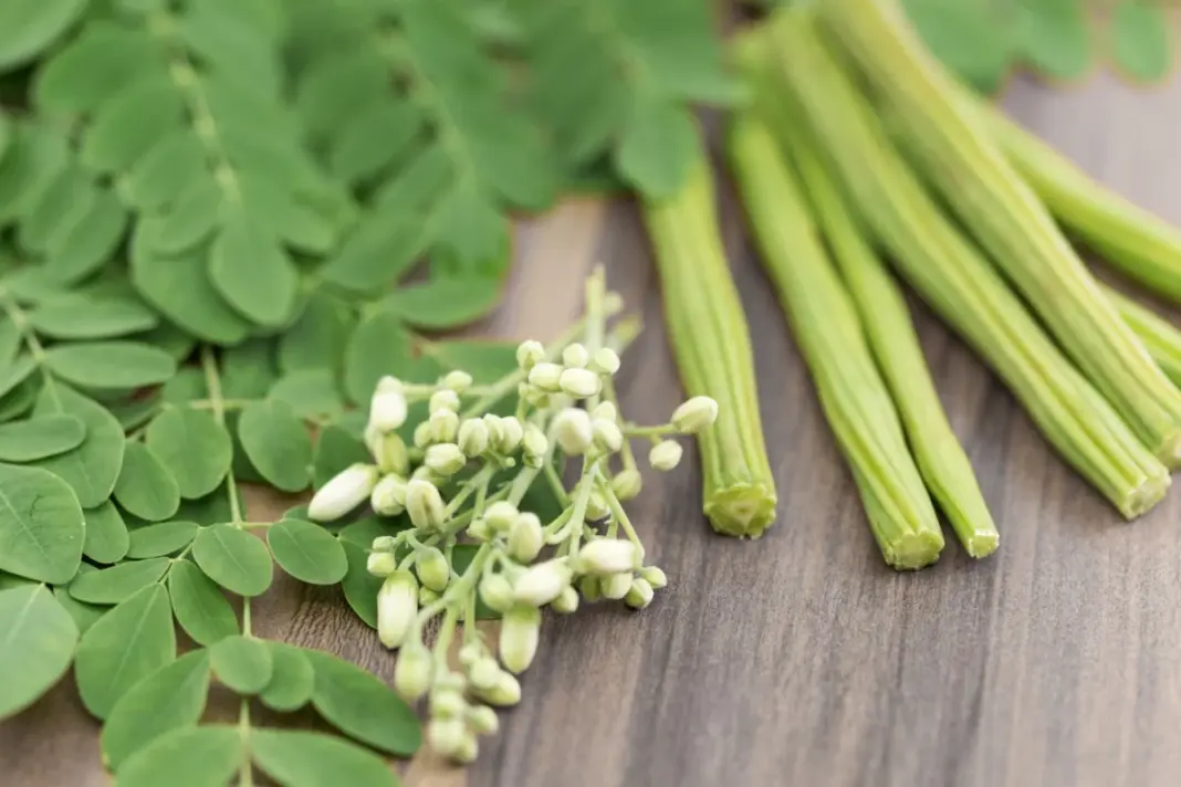Moringa Health Benefits