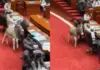 Pakistan Viral Video: ’Gadho Ki Parliament Mai Ekk Aur Gadha…’ Donkey Enters Pak Parliament, Netizens Have a Field Day Pakistan Viral Video