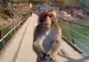 Rishikesh Viral Video: ‘Shaadi Mein Hungama’ Uninvited Monkey At The Wedding Causes Chaos At Riverside, Netizen Says ‘Real Blessing’ Rishikesh Viral Video