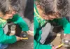 Viral Video: Young Girl Cleans Buffalo’s Teeth With All Sincerity, Netizens Praise Innocence Viral Video