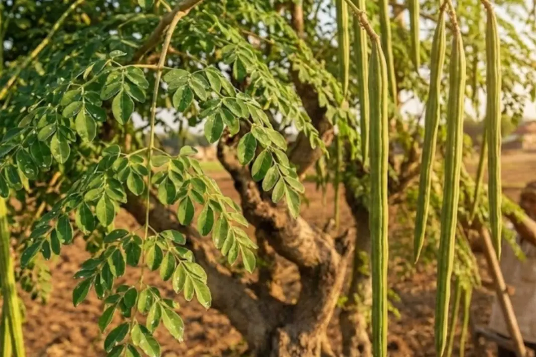Moringa Benefits