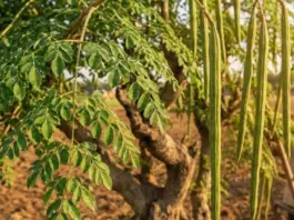 Moringa Benefits