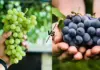 Black Vs Green Grapes: Which One Is Better? Chronic Disease & Gut Guru Explains Black Vs Green Grapes