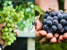 Black Vs Green Grapes