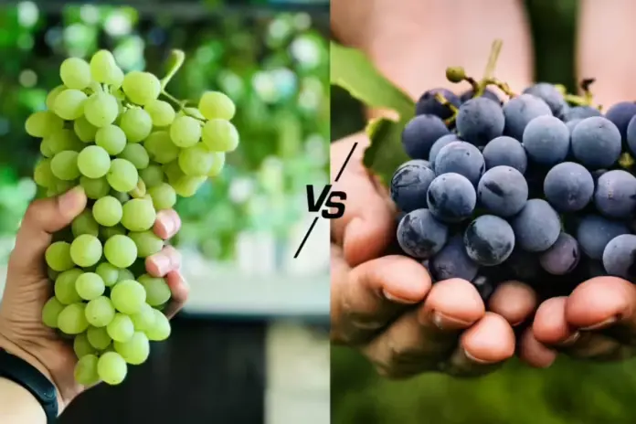 Black Vs Green Grapes