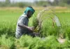 Hemant Soren Jharkhand Rajya Fasal Rahat Yojana: Eligibility, Benefits and Crop Loss Compensation PM Fasal Bima Yojana