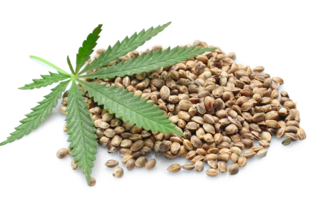 Vegetarian Protein Source Hemp Seeds