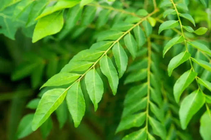 Curry Leaves Curry Leaves