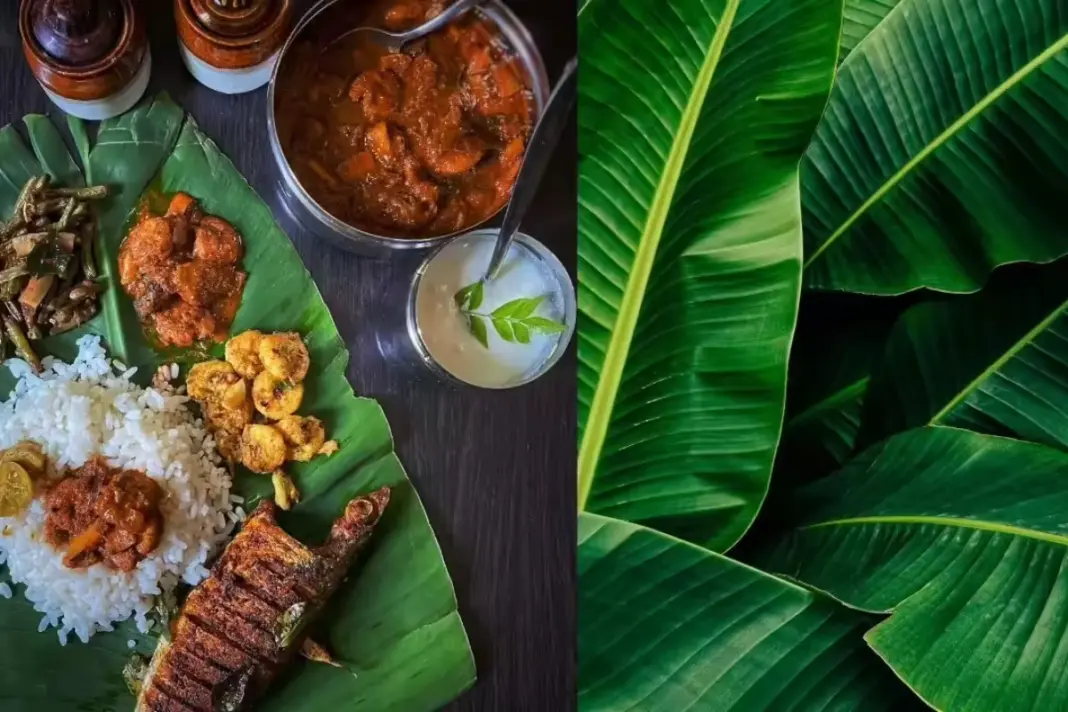Banana Leaves