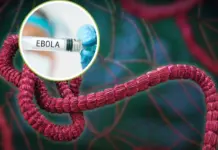 Ebola Outbreak In Congo Kills 131 – Should India Worry About The Rapid Spread? Check Symptoms Ebola Outbreak -Should India Worry