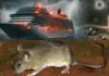 Hantavirus Outbreak: Could Haemorrhagic Fever With Renal Syndrome Impact India’s Rural Economy? 5 Steps To Protect Your Home Now! Hantavirus Outbreak