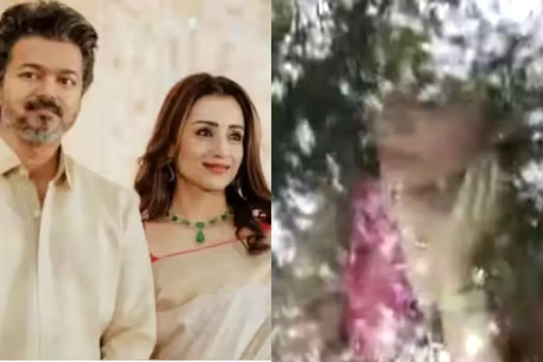 Trisha Krishnan Viral Video Thalapathy Vijay