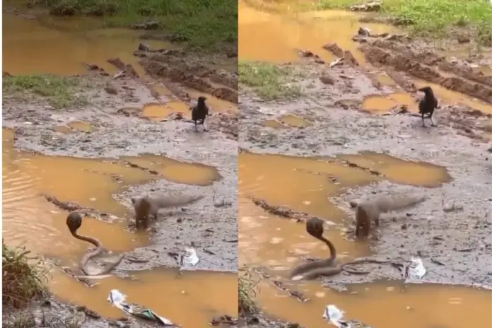 Viral- Video