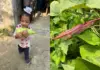 From Singapore to Punjab, Powered by Permaculture Punjab news