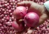 Delayed Kharif Harvest Hits Mandis Hard, Driving 10% Onion Price Hike Mid-Durga Puja Onion- Price